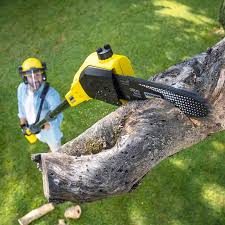 Best Lawn Renovation and Restoration  in Rockford, IL